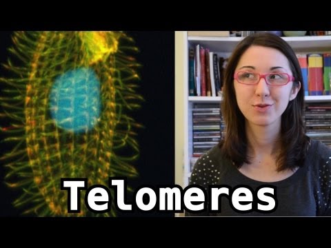 Longevity and Telomeres - Bite Sci-zed