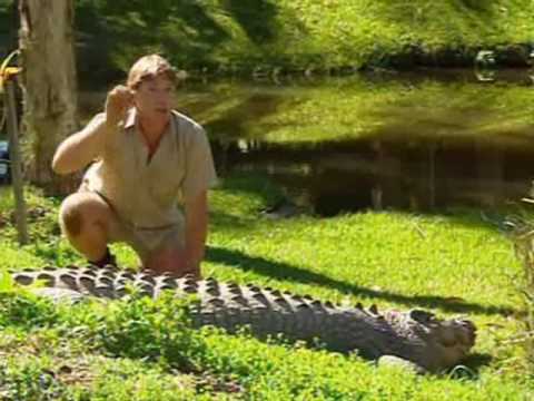 Crocodile hunter gets hand bitten by...well a crocodile.