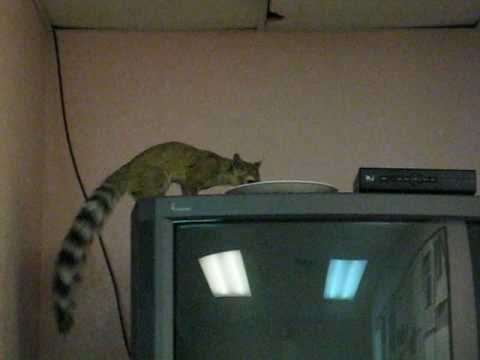 Stevie the Ring-tailed Cat