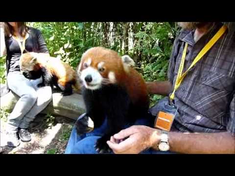 Red panda encounter