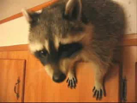 Raccoon Attacks Kitchen!!!