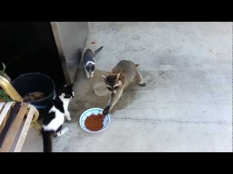 Raccoon eating cats' food (Original)