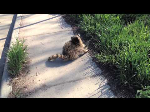 Cute but terrifying: Animal Control nabs Rabid Raccoon