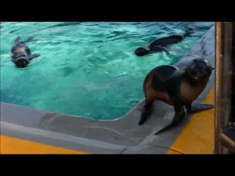 Northern Fur Seals Water Acrobatics - The Marine Mammal Center