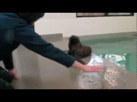 Northern fur seal tosses toy