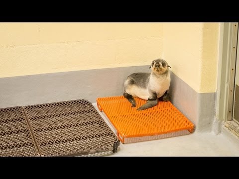 Baby Northern Fur Seal