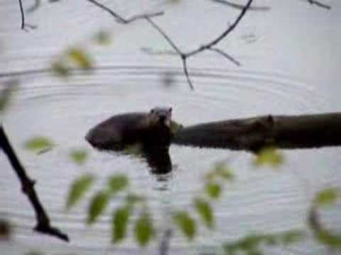 River Otter in Wisconsin