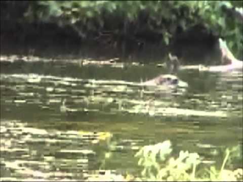 River Otter on the Moose River in Maine