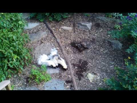 Mother striped skunk (Mephitis mephitis) showing her kits how to dig up the garden!