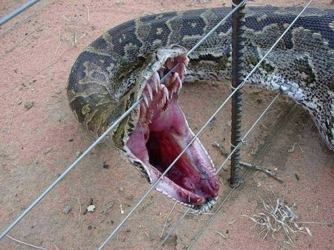 Giant Hybrid Pythons are Invading the USA