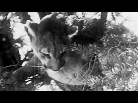 Cougar Hunt circa 1920 United States Department of Agriculture Educational Film Service