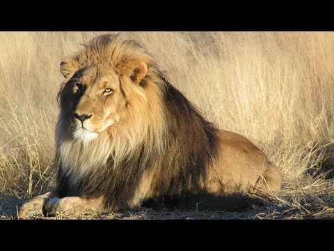 Lion cubs and Male Lion - African Safari