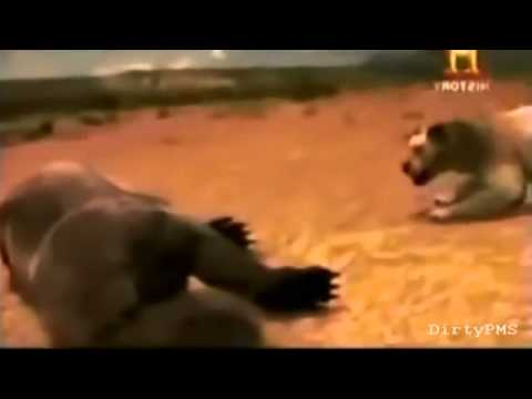 Arctodus Simus VS Panthera Leo Atrox (Extended)