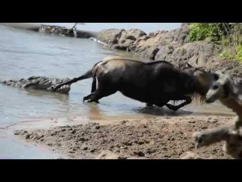 Noble Wildebeest vs. Massive Crocodile