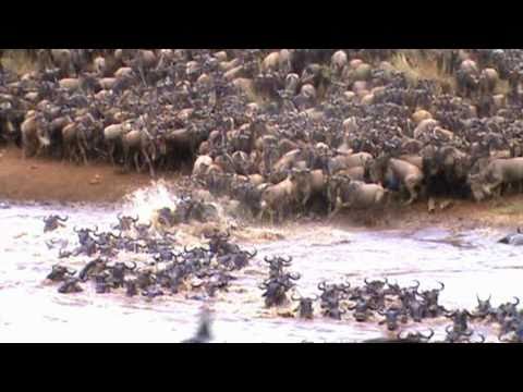 AMAZING FOOTAGE OF WILDEBEEST CROSSING THE MARA RIVER