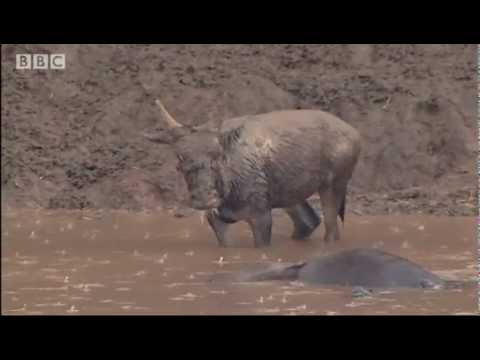 Crocodile strikes Wildebeest! - Massive Nature - BBC