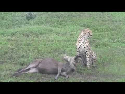 cheetah hunts and eats wildebeest