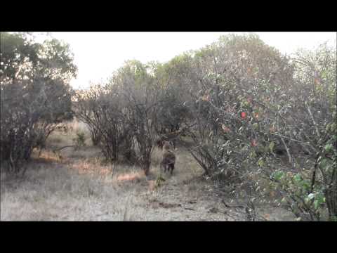 hyena pack hunting and eating baby wildebeest