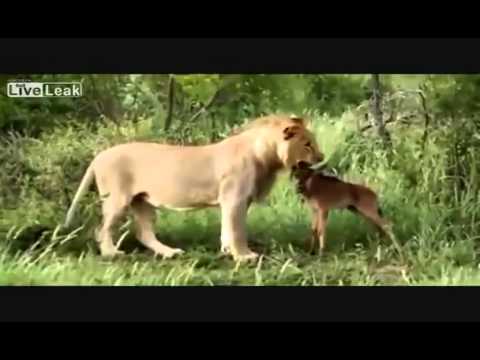 Lion Protects Wildebeest Calf from Killer Lion