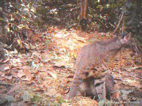 First Known Footage of African Golden Cat Released by Panthera -- Part 1