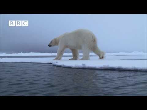 Ninja Polar Bear Attacks Bearded Seal Fail - Narrated by David Tennant