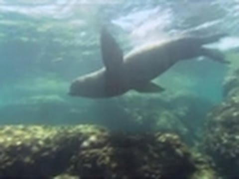 Oceans Blue - California Sea Lions