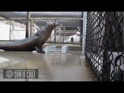 Beat Keeping in a California Sea Lion (Ronan)