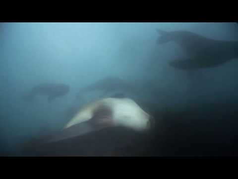 Playful Antarctic Fur Seal Pups