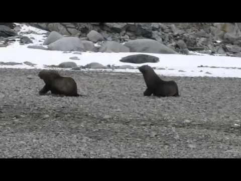 Antarctica: Fur Seals