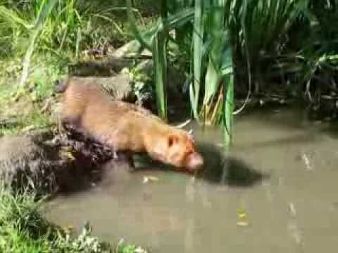 bush dog Speothos venaticus