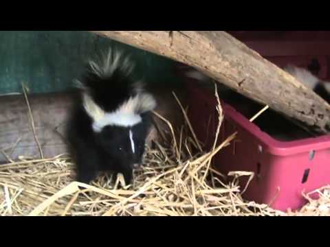 ANGRY baby skunk is ready to spray me!