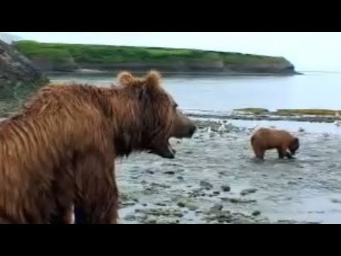 Brown bear hunts for fish - David Attenborough - BBC wildlife