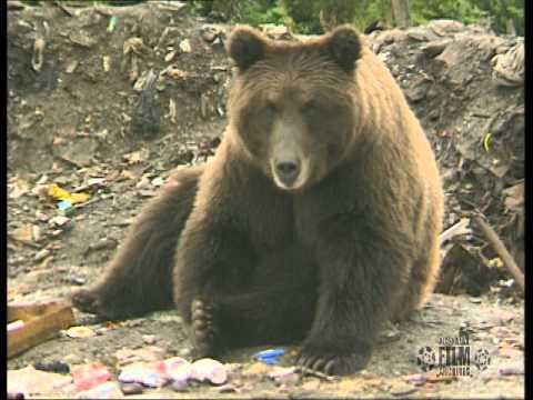 Brown Bear Charge