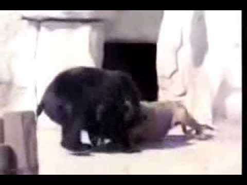 Brown Bear vs Male Lion Fight in Zoo