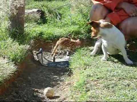 Black Footed Cat - Attitude is Everything