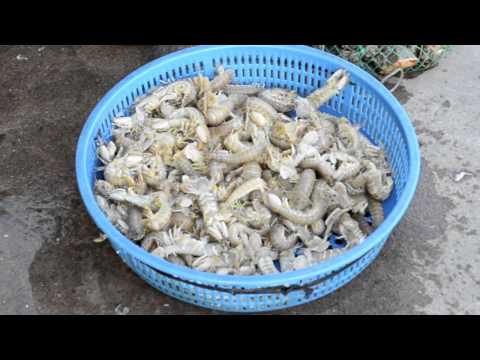 Live Shrimp Fresh from the Liaodong Bay of the Bohai Sea