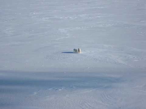 Polar Bears at the Kara Sea in Siberia