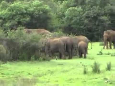 Wasgamuwa National Park, Sri Lanka.