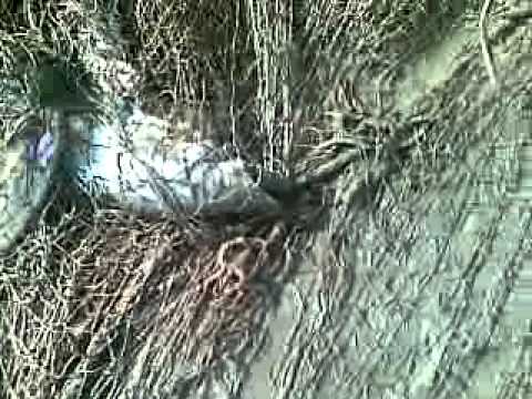 Illegal Netting at panjnad head works by Contractor. Dated16-01-2011.mp4