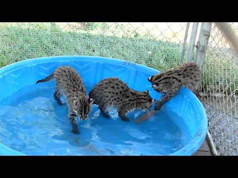 10 week old fishing cats