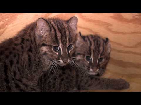 Fishing Cat Kittens-Cincinnati Zoo