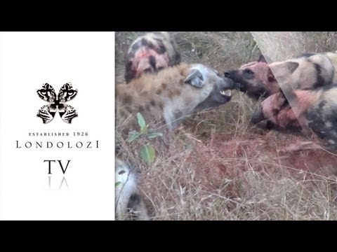 Wild Dog Bites Hyena on the Nose - Londolozi TV