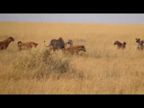 Lion vs Hyena attack - Lion died!