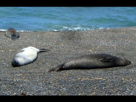 Eared seals, Caleta Valdés, Peninsula Valdes, Chubut Province, Argentina, South America