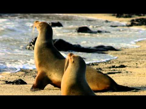 Sea lions  pictures and sounds