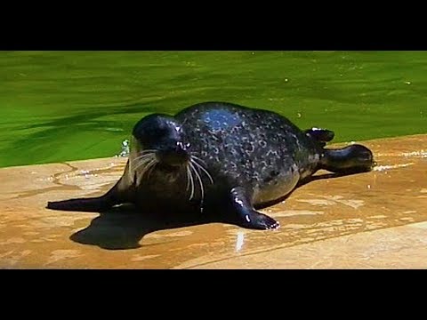 The Berlin Zoo. Eared seal