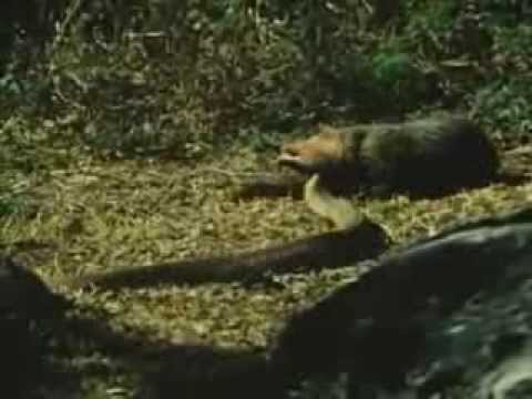 Brutel fight Brown Mongoose vs Brown Cobra