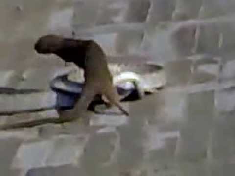 Mongoose Snake Fight On Road...Mongoose Killing deadly Snake