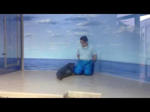 ★新江ノ島水族館 earless sealアザラシ OGA 2