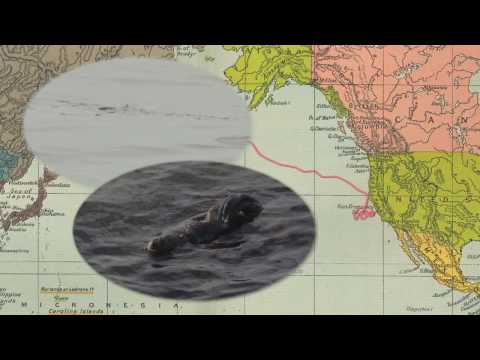 Northern Fur Seal Migrations